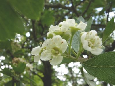 Felicit� fra le zolle