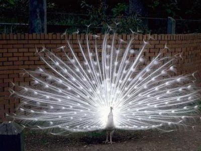 Er pavone e la gallina