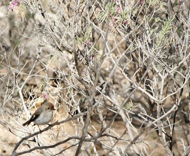 Vorrei ali di pettirosso