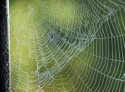 Tela di ragno