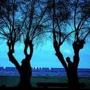 Il mio albero eterno