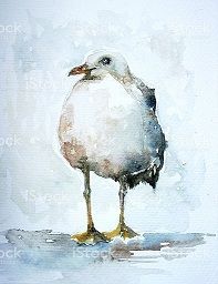 I gabbiani di Galway