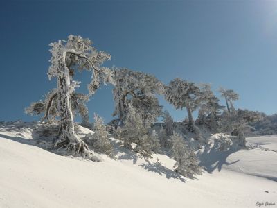 Testamento del pino loricato