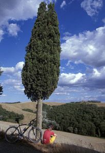 Al bordo di un cipresso
