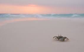 Il granchio sulla spiaggia