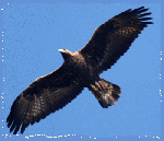 Sarò con te! Ovunque