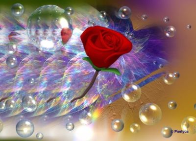 Quella rosa fra le mani