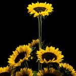 Chi è rassegnato vivrà oltre un vuoto