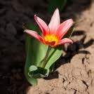 Piccolo fiore di primavera