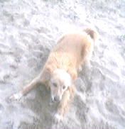 Amica insostituibile