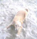 Amica insostituibile