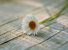 Nella foresta dell'inutile