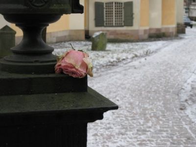 Nel mese delle rose