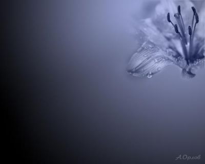 Averti al vezzo dell'impossibile