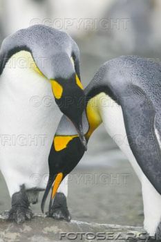 Al vezzo del rinascere