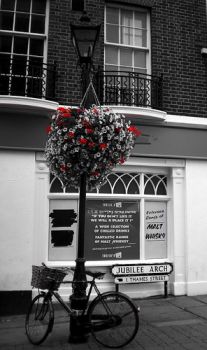 Le rose si colgono a terra