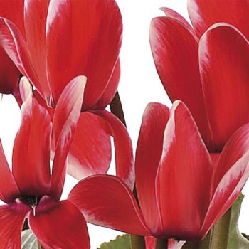 A rimorchiare speranze