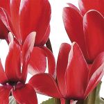 A rimorchiare speranze