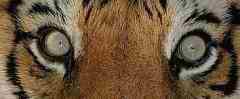 Occhi di Tigre