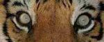 Occhi di Tigre