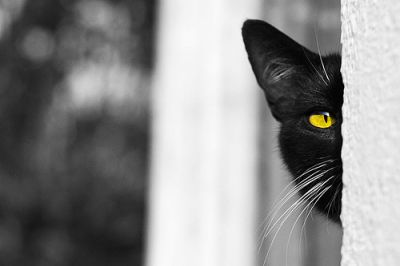 Equilibristi si nasce