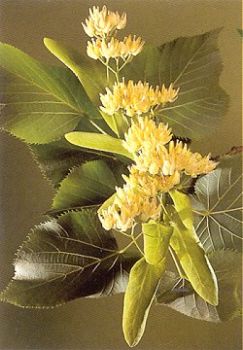 Colori e luci della natura