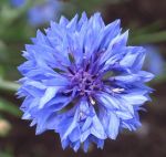 Nel mio cuore la Tua presenza