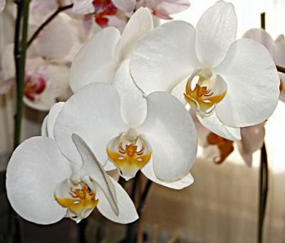 Un' Orchidea Bianca