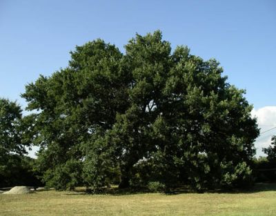Sotto la Quercia