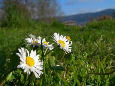 Alla Ricerca Della Felicit�  