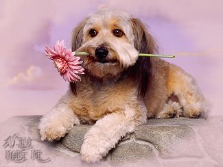 Mai Riuscir� a Perdonare