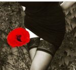 Il sentiero dei papaveri