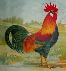 Il blues del mio gallo rosso  