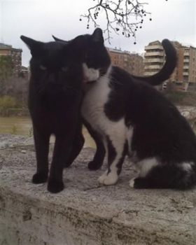I miei Gatti si amano