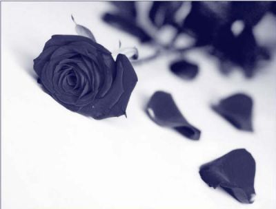 Ho sognato di volare