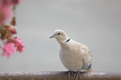 Il verso della tortora
