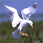 Adelaide... Adelaide, mi farai impazzire