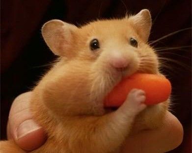 Se poco di qual tanto, fosse tanto e non poco