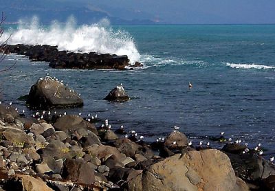 Gabbiani a torre archirafi