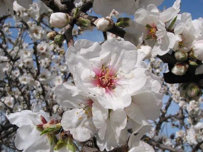 Fior di mandorlo