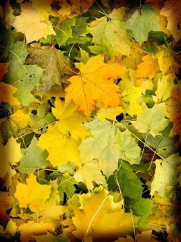 Su un tappeto di foglie