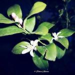 Il profumo della zagara