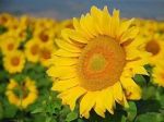 I Girasoli