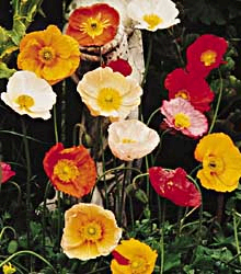 Mi manca il tuo Amore