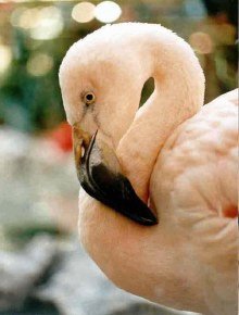 Al poeta della gioia