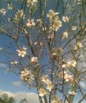Mandorli in fiore