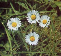 Un piccolo Angelo in Cielo