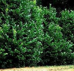 Oltre la siepe dei rimpianti