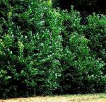 Oltre la siepe dei rimpianti