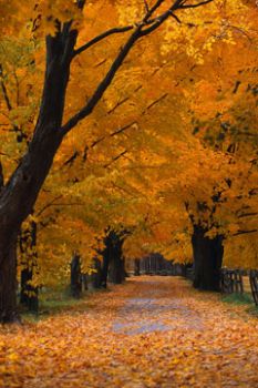 Malinconia d�autunno